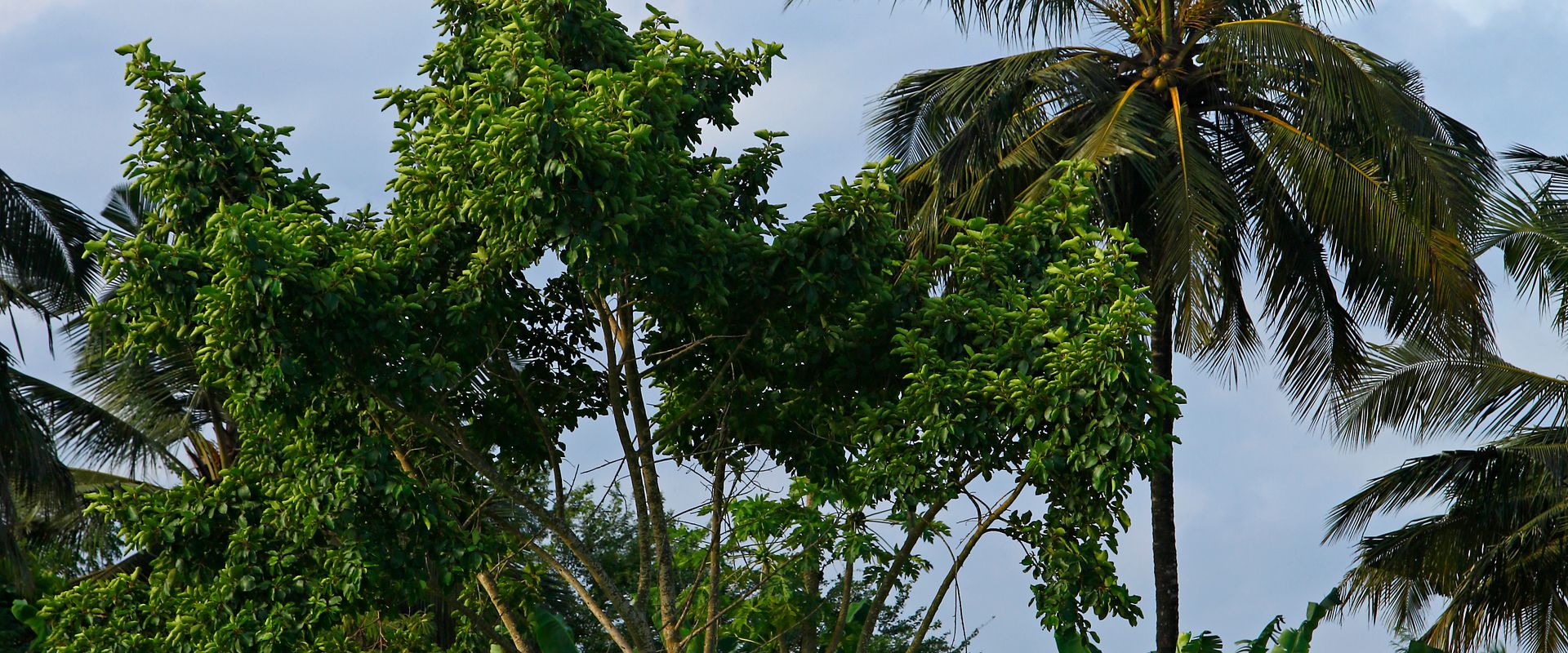 Guinea-Bissau